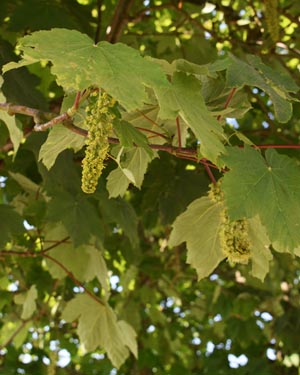 Sycamore