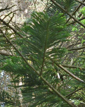 Araucaria Heterophylla