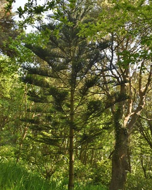 Norfolk Island Pine
