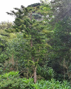 Norfolk Island Pine