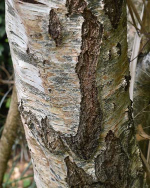 Silver birch