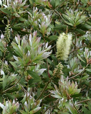 Bottle brush