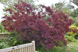 Cotinus coggygria