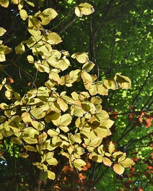 Fagus sylvatica