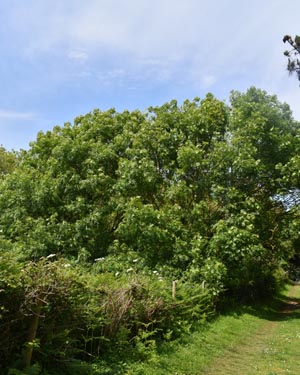 Common ash