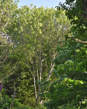 Fraxinus excelsior