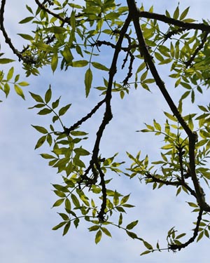 Common ash