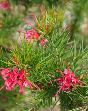 Coastal rosemary