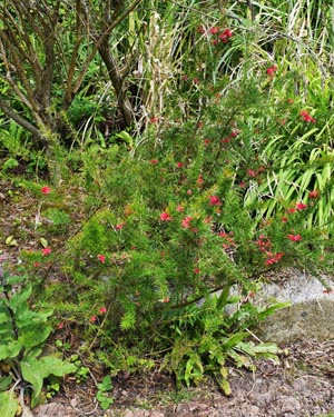 Grevillia Rosemarinifolia