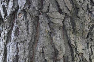 Monterey pine