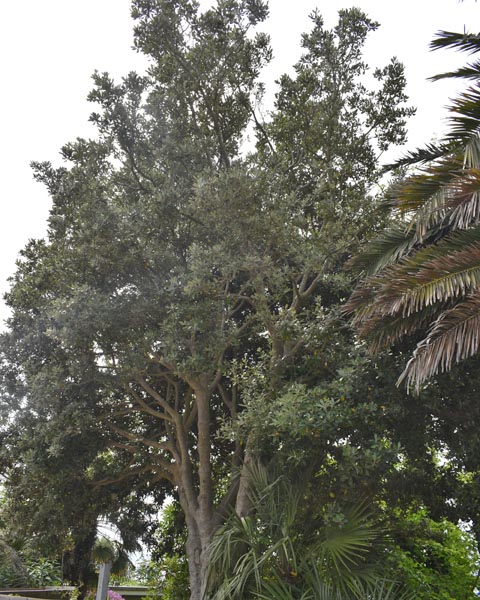 Pittosporum crassifolium