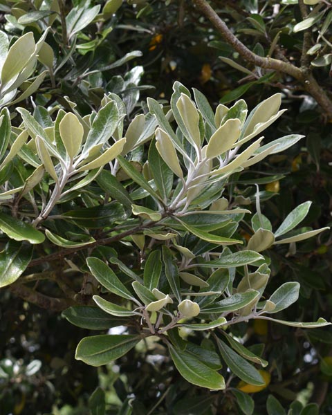 Pittosporum crassifolium