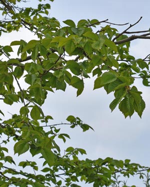 Ulmus glabra?