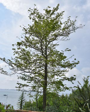 Elm