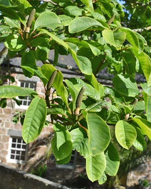 Magnolia