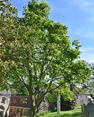 Magnolia