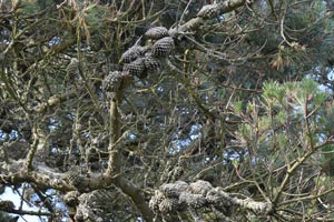 Pinus radiata