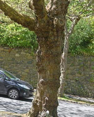 London plane bark