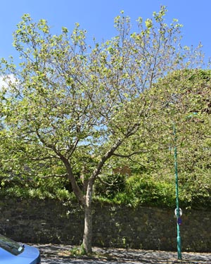 London plane