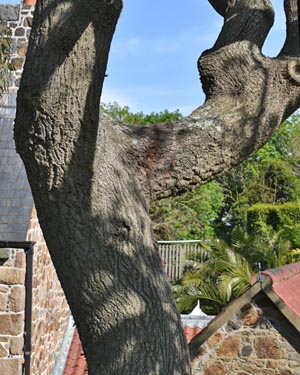 Oak