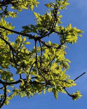 Oak leaves