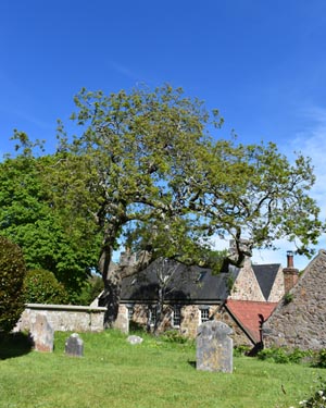 Quercus robur?