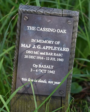 Cassino oak