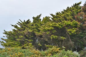 Cupressus macrocarpa Goldcrest