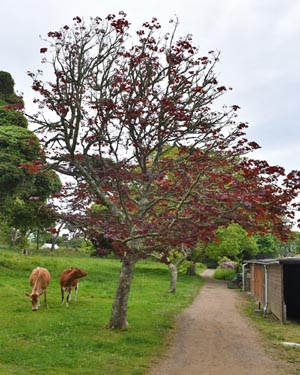 Acer Crimson King
