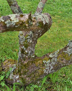 Cotinus coggygria