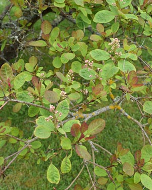 Smoke bush