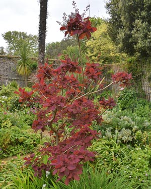 Cotinus coggygria Royal Purple