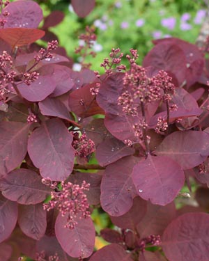 Purple smoke bush