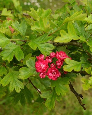 Red hawthorn