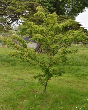 Crataeguslaevigata