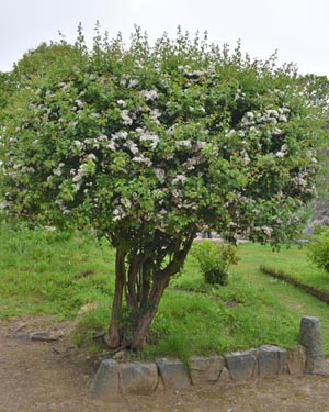 Crataegus monogyna