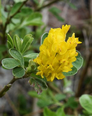 Pineapple broom
