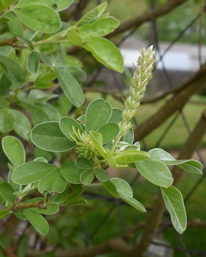 Moroccan broom