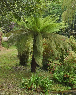 Dicksonia Antarctica