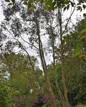 Eucalyptus