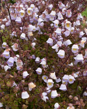 Jovellana violacea