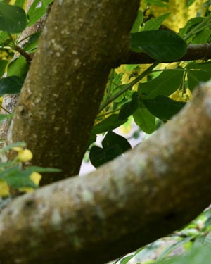 Laburnum