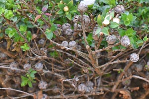 Leptospermum scoparium