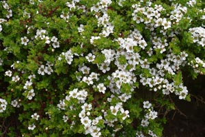 Leptospermum scoparium