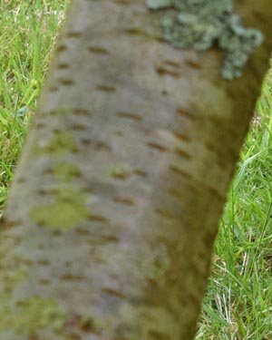 Mespilus germanica