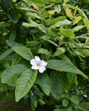 Mespilus germanica