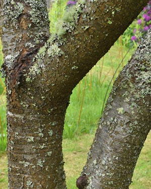 Prunus Stella