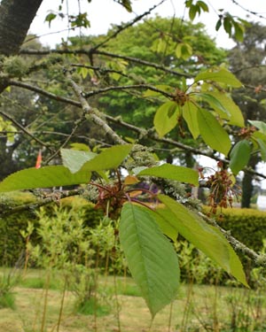 Prunus avium 'Stella'