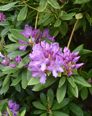 Rhododendron ponticum