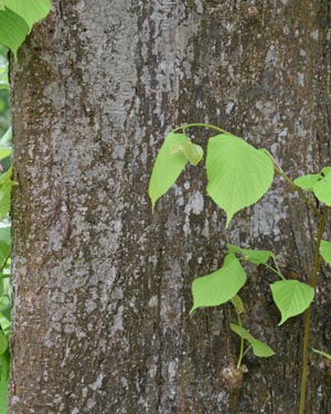 Tilia europaea